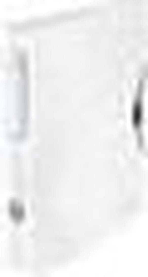 Leitz WOW Premium File - Classeur - 50mm - Hvid
