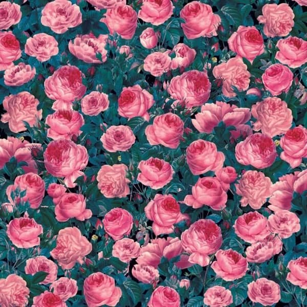 Infusible Ink Cabbage Rose Transfer Sheets - Cricut