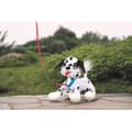 Miniatyrbild 3 av 4: LES TOUFOUS Dalmatinerhund