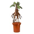 Miniatyrbillede 1 af 2: Harry Potter Mjukisdjur Med Effekter Mandrake