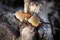 Miniatyrbild 8 av 9: JULBO VERMONT CLASSIC SPEC 3 CF brown J0101150, Julbo glacierglasögon