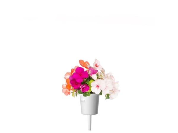Klikkaa ja kasvata Smart Home 3 kpl - Sprig Seeds (Busy Lizzie)