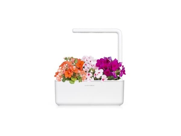 Klikkaa ja kasvata Smart Home 3 kpl - Sprig Seeds (Busy Lizzie)