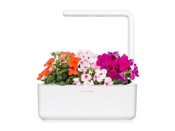 Klikkaa ja kasvata Smart Home 3 kpl - Sprig Seeds (Busy Lizzie)