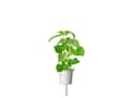 Pikkukuva 3 / 5: Click &amp; Grow siemenet smart pottiin - kissanminttu, 3 kpl.