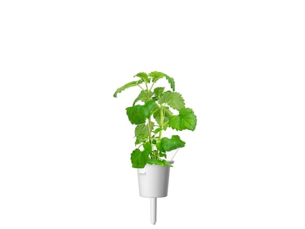 Click &amp; Grow siemenet smart pottiin - kissanminttu, 3 kpl.