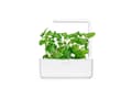 Pikkukuva 4 / 5: Click &amp; Grow siemenet smart pottiin - kissanminttu, 3 kpl.
