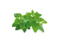Pikkukuva 1 / 5: Click &amp; Grow siemenet smart pottiin - kissanminttu, 3 kpl.