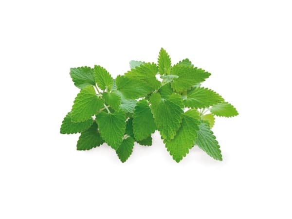 Click &amp; Grow siemenet smart pottiin - kissanminttu, 3 kpl.
