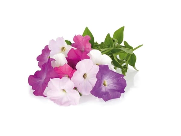 Klikkaa ja kasvata 3 kpl - Petunia Kukka siemenet - Petunia Flower Seeds