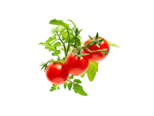 Taimekapsel Click &amp; Grow kasvipallo 3-pack, minitomatid