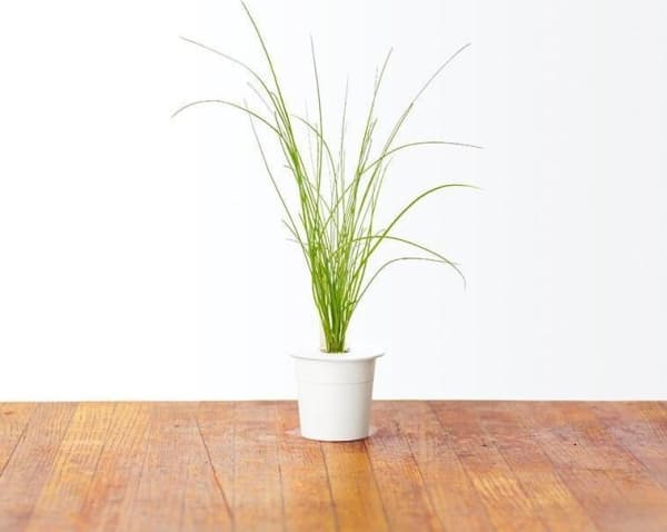 Click And Grow siemenkapselit Smart Soil Ruohosipuli 3pak