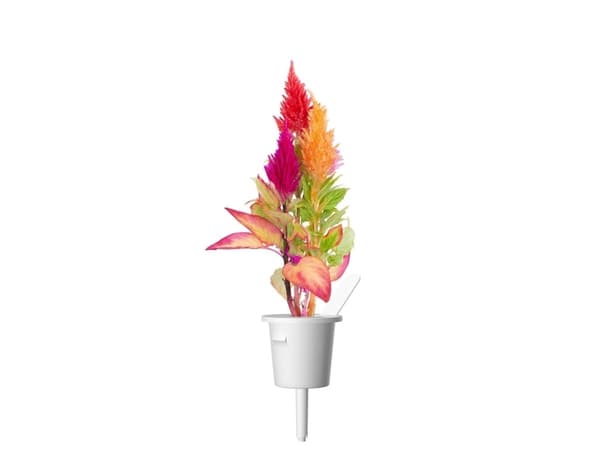Click and Grow Smart Garden Refill 3-pack - Cockscomb