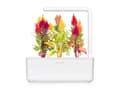 Pikkukuva 4 / 5: Click and Grow Smart Garden Refill 3-pack - Cockscomb