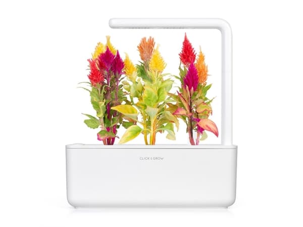 Click and Grow Smart Garden Refill 3-pack - Cockscomb