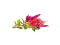 Pikkukuva 1 / 5: Click and Grow Smart Garden Refill 3-pack - Cockscomb