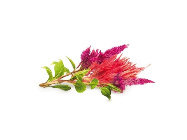 Click and Grow Smart Garden Refill 3-pack - Cockscomb
