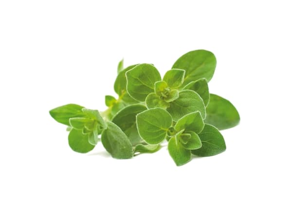 Click and Grow - Smart Garden 3 kpl - Oregano siemenet