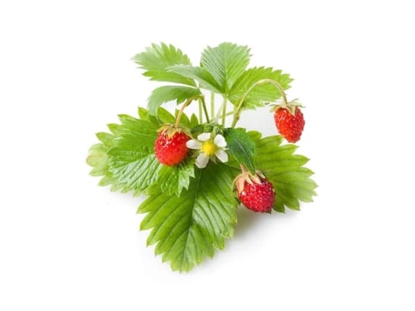 Kasvikapseli Click &amp; Grow Kasvikapseli 3-pack, metsämansikka