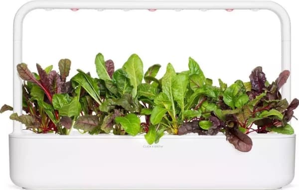 Click And Grow Click &amp; Grow siemenet smart pottiin - Mangolds (Rainbow Chard), 3kpl.