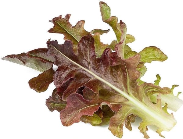 Click And Grow Click &amp; Grow siemenet Smart Pot - Red Oak Lettuce (SGR95X3) 3kpl.