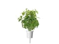 Pikkukuva 3 / 5: Click &amp; Grow Seeds for Smart Pot - Taiwanilainen basilika (SGR37X3) 3kpl.