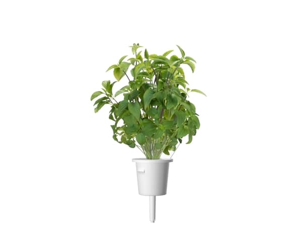 Click &amp; Grow Seeds for Smart Pot - Taiwanilainen basilika (SGR37X3) 3kpl.