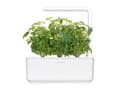 Pikkukuva 4 / 5: Click &amp; Grow Seeds for Smart Pot - Taiwanilainen basilika (SGR37X3) 3kpl.