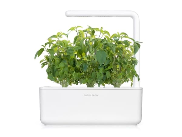 Click &amp; Grow Seeds for Smart Pot - Taiwanilainen basilika (SGR37X3) 3kpl.