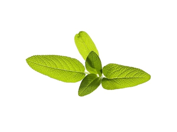 Taimekapsel Click &amp; Grow kasvipallo 3-pack, aedsalvei