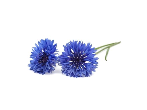 Click and Grow Smart Garden Refill 3-pack - Cornflower