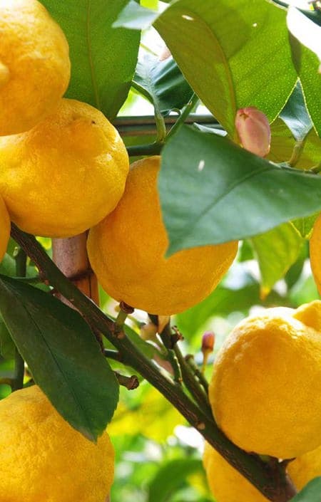 Baarimikkosiirappi sitruuna Yuzu 700ml juomiin limonadit jälkiruoat TEISSEIRE