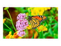 Miniatyrbilde 3 av 5: NEC MultiSync UN552S - 55" Diagonalklasse LED-bakgrunnsbelyst LCD-skjerm - intelligent skilting - 1080p 1920 x 1080 - direktebelyst LED