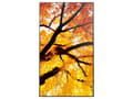 Miniatyrbilde 3 av 5: MODEL PN-M552, 55" M-Series Large Format Display, UHD, 550cd/m2, D-LED backlight, 24/7 proof, SDM Slot, CM-Slot