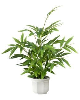 Konstväxt Bambu