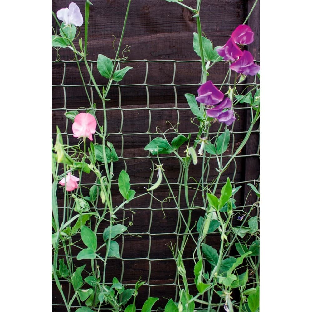 Ambassador Climbing Plant Support