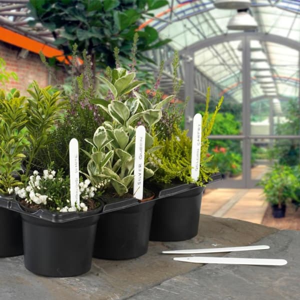 Ambassador Plant Labels (Pack of 100)