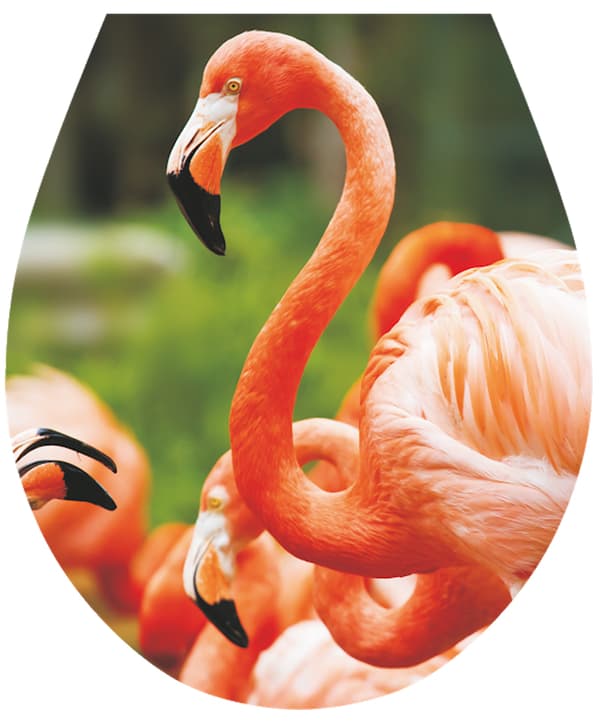 Toiletsæde-klistermærke "flamingoer" måler 32x38 cm
