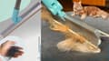 Miniatyrbillede 7 af 11: BØRSTE TIL RENGØRING OG FJERNELSE AF HUNDE- OG KATTEHÅR FRA SOFATÆPPE