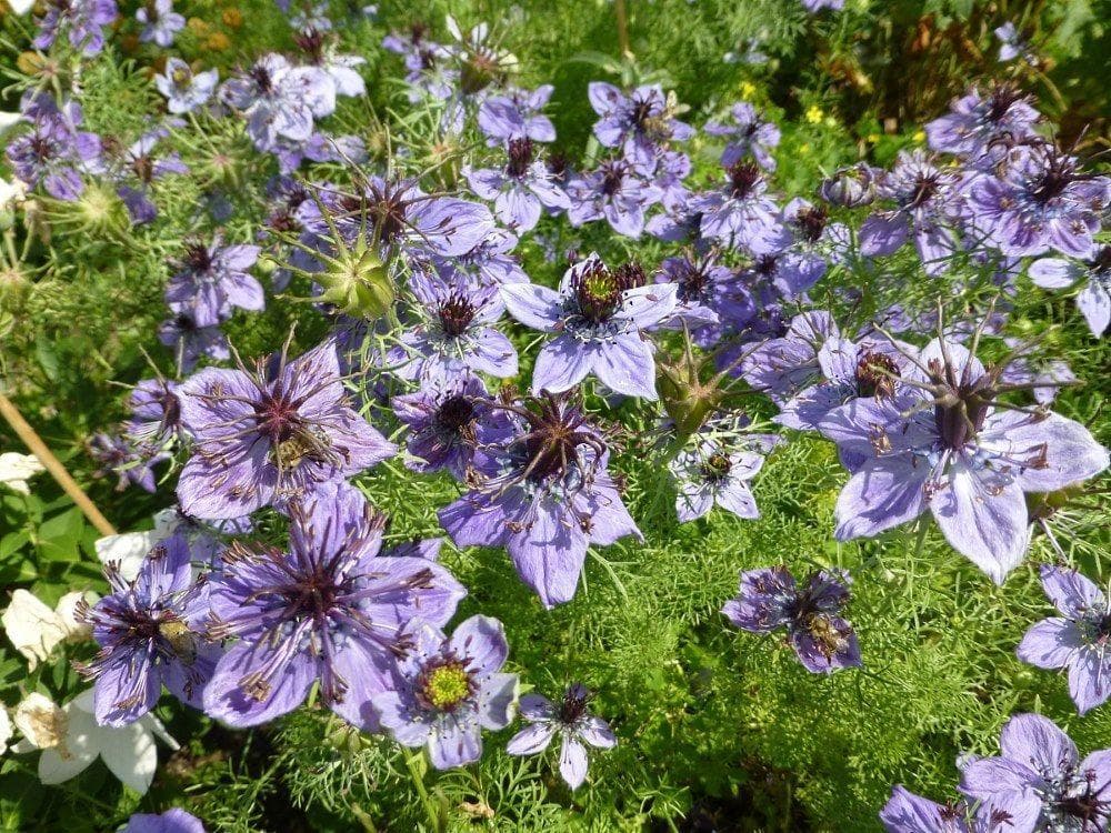 Spanska Jungfrun 'Blue' 20 st frön