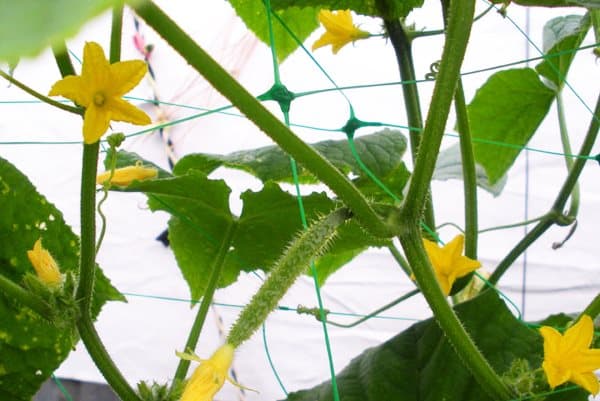 PLANTNET STÖDNET FÖR KLÄTTERVÄXTER 2x20m