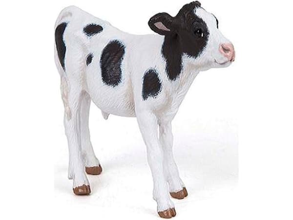 Black and white calf