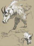 Miniatyrbild 5 av 7: Faber Castell FC-167151 Ritpenna Faber-Castell Set Pitt Artist Pen Svart och vit