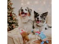 Miniatyrbild 5 av 5: Dingo DINGO Leksak PULS RUSTLING REINDEER 36cm
