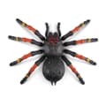 Miniatyrbillede 2 af 3: Zuru Robo Alive Giant Tarantula + Light
