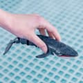Miniatyrbillede 6 af 6: Sæt Colorbaby Racing Boat Radiostyring Hval