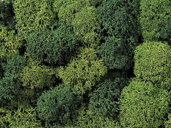 NOCH 8621 Moss Ljusgrön, Mörkgrön
