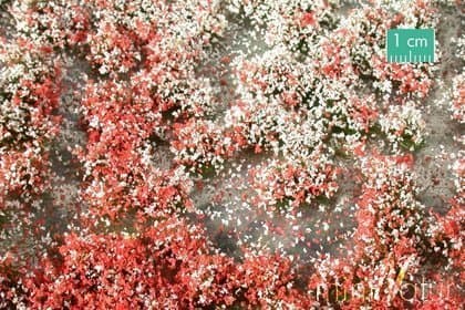 MiniNatur MiniNatur: Tuft - sommarblommande växt 1 (15x4 cm)