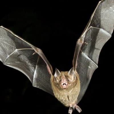 Fladdermussafari