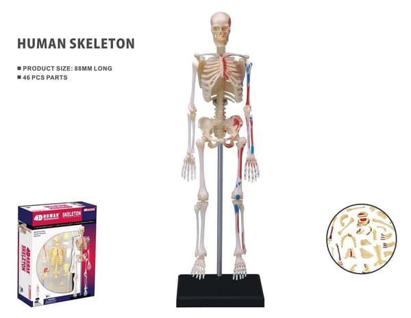 Robetoy - Human Anatomy - Skeleton (19 cm) (26059)